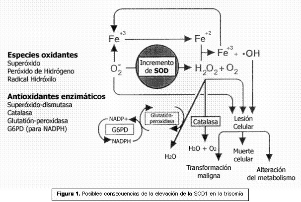  Figura 1. Posibles consecuencias de la elevación de la SOD1 en la trisomía 21.