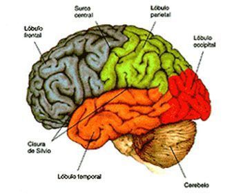  El cerebro y sus principales áreas corticales